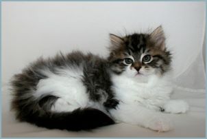 Female Siberian Kitten from Deedlebug Siberians